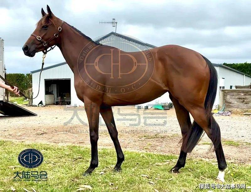 「大陆马会」备战2024赛季进口马巡礼之"善德福"3岁