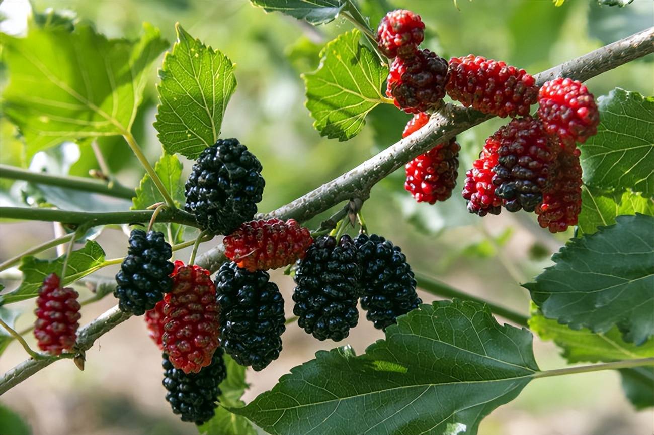 哪里的桑葚原浆比较正宗,揭秘桑葚原浆:哪些地方出产最地道_口感_营养