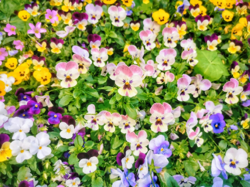 春季播种三色堇,掌握这些技巧,轻松实现年年爆盆!_土壤_养护_繁殖