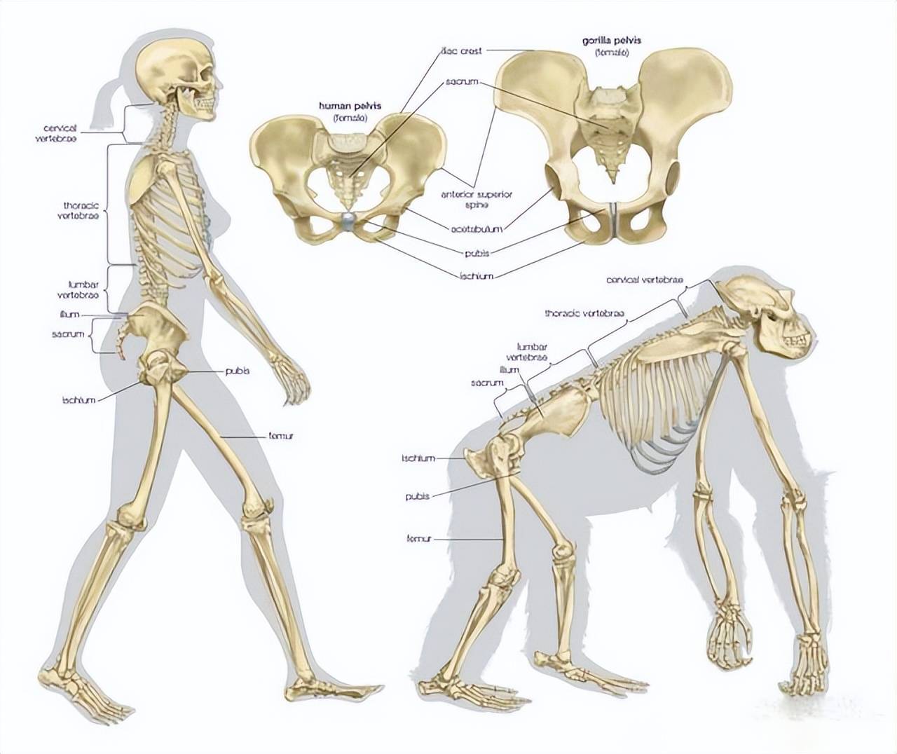 直立行走,使梦颐侨淼闹亓垦乖诹斯桥枵飧龌窘峁
