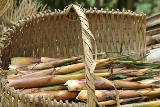 而且像其它的竹笋一样,苦笋的吃法也比较的多样,可以适用于几乎任何一