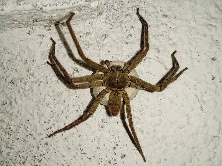 抱脸虫?大长腿?揭开家中"异形使者"的神秘面纱_蜘蛛_生物_家园里