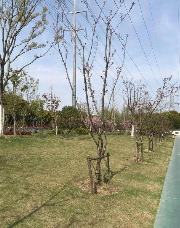 上海闵行金塔公园美到令人醉_游客_文化_活动