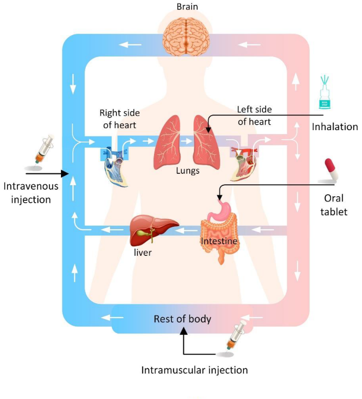 ai预测药物分布:新药研发的"魔法指南针"_组织_器官_来源