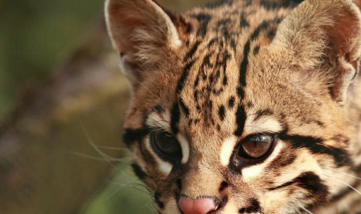 购买宠物豹猫?小心买到野生豹猫,如何辨别野生与家养?_证书_选育_血统