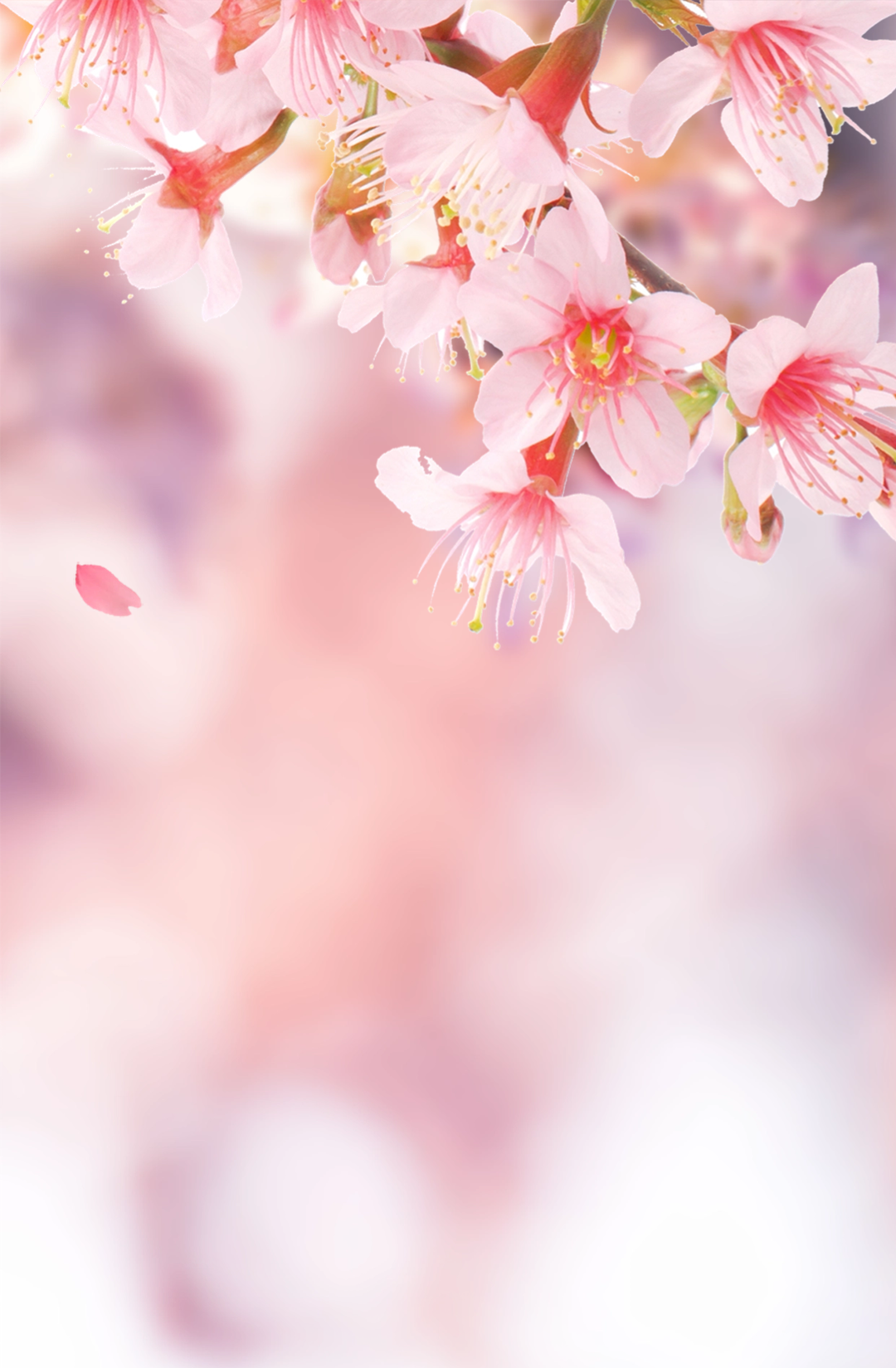 松江这里的河津樱将迎来最佳观赏期,美图抢先看_年份_速度_花蕾