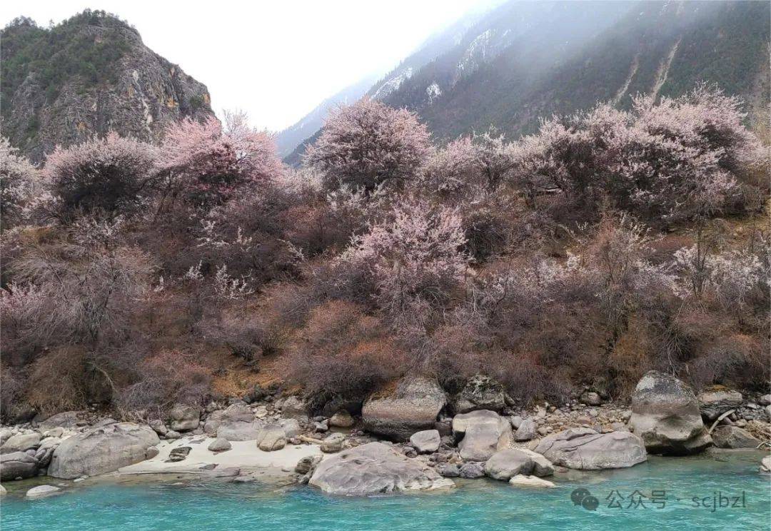 林芝,波密经典桃花观赏点人少景美的桃花最佳观赏点_雪山_粉色_嘎拉村