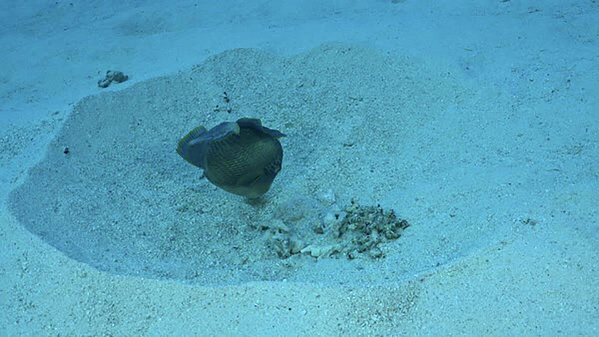 北海不明鱼类伤人事件又有新疑凶,满口龅牙追着人咬