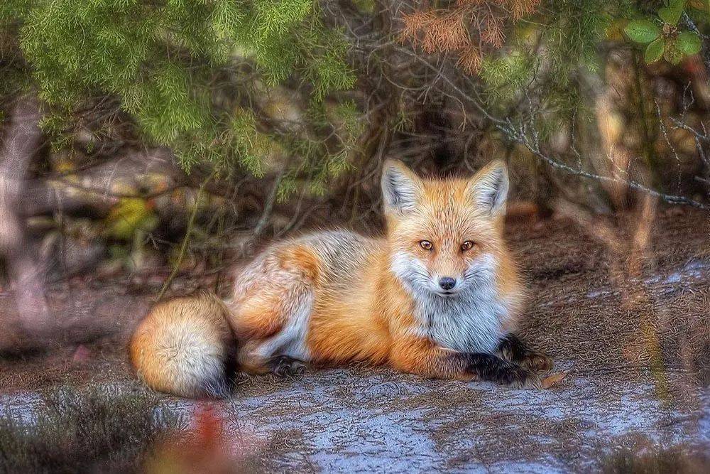 这三种狐狸体型巨大,但其中一种的可怕程度远超你的认知!