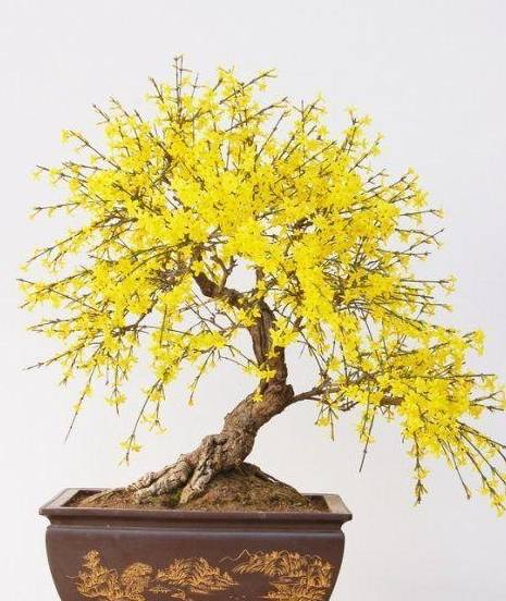 选好"苗源",做好"造型",家里春天有黄花,迎春花盆景这样做_植物_种植