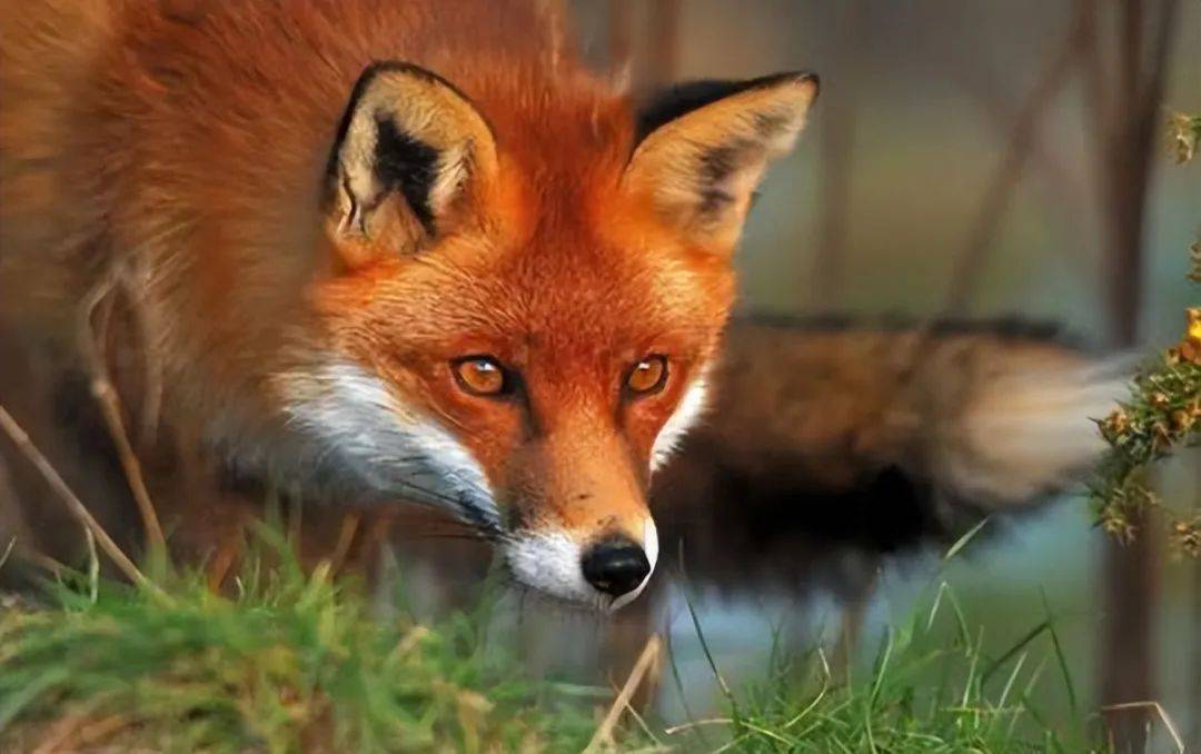 这三种狐狸体型巨大,但其中一种的可怕程度远超你的认知!