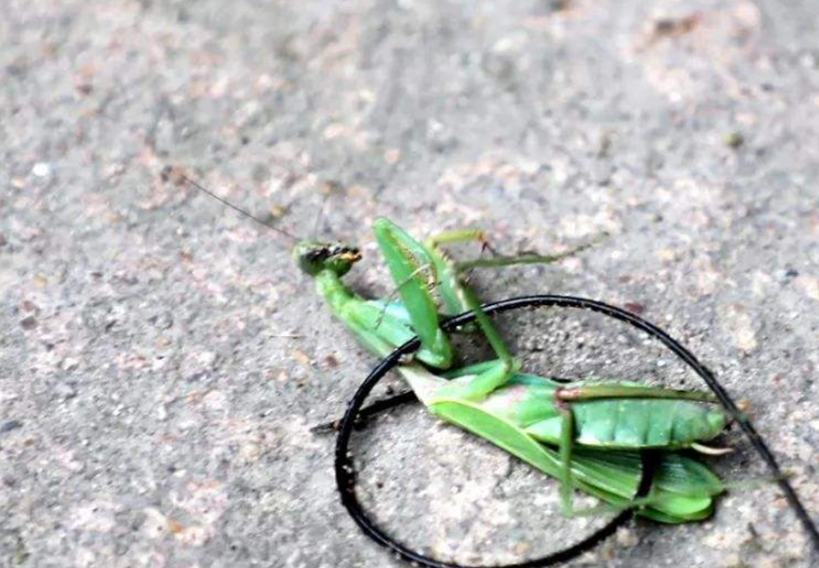 为什么螳螂体内会有铁线虫?农村老人说铁线虫能绞断手指是真吗?