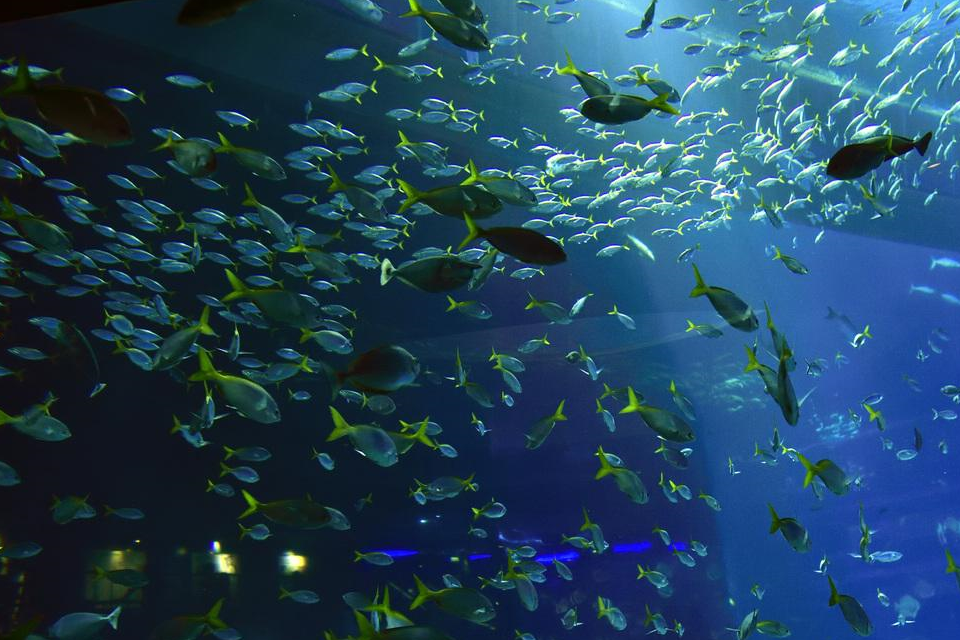 海洋馆里的鲨鱼为什么会和其他鱼类和平共处?_时候_因为_兴趣