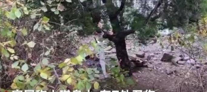 3年后回看"大连10岁女孩遇害案",这场悲剧,比我们想得更恶劣_蔡军