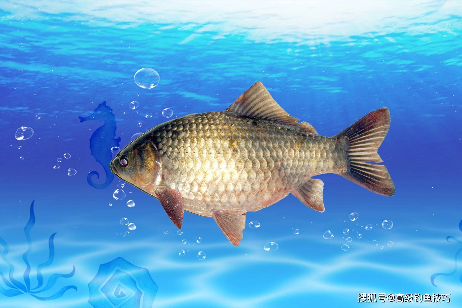 初春钓鲫鱼的四种正确水深_深水_浅水区_深度