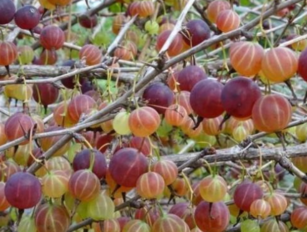 这种"酸果树"远看像"灯笼",1斤50元,网友:来年果实吃不完