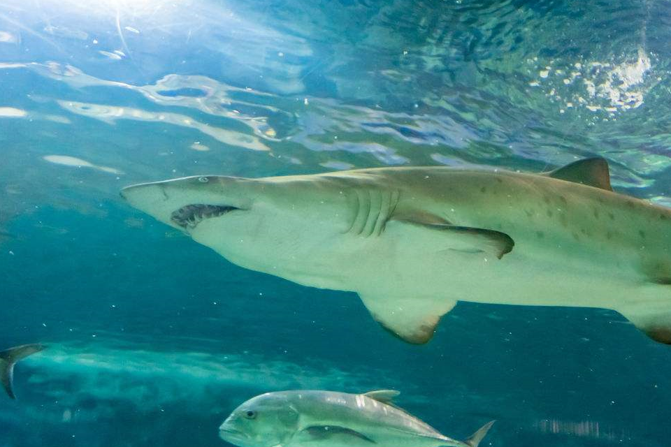 海洋馆里的鲨鱼为什么会和其他鱼类和平共处?_时候_因为_兴趣