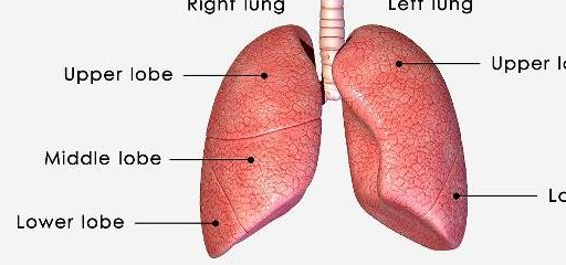 肺部小结节是肺癌前兆吗?需要注意哪些?不妨进来看一看!