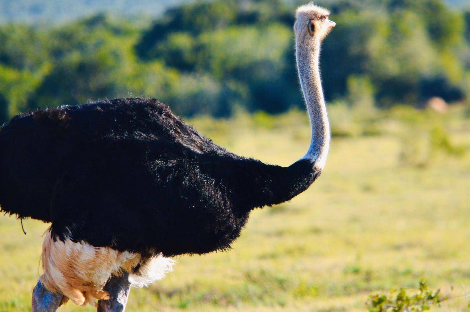 非洲现存世界上最大的鸟类,鸵鸟的致命一踢,甚至能致狮子于死地_掠食