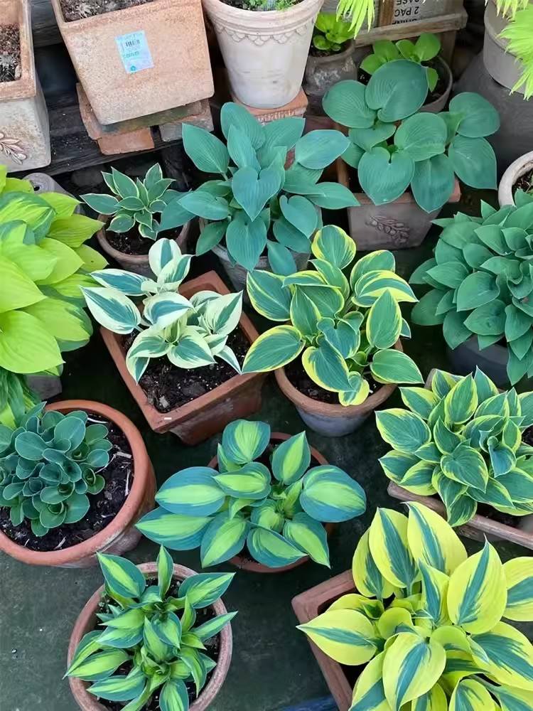 观叶植物清逸典雅—玉簪类_栽培_叶色_高温