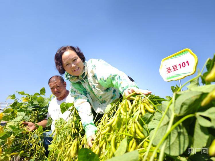 济宁"政"能量丨济宁市嘉祥县攻克"卡脖子"技术做强民族"种业(大豆)芯"