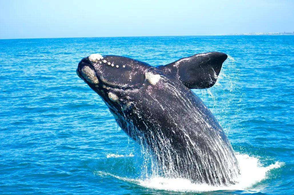 南非近距离出海观鲸,45吨的巨鲸在我面前飞出水面,场面太壮观_宝宝