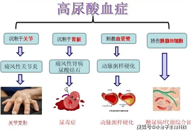 【科普】食源性低聚肽对高尿酸血症的作用
