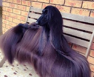 原创阿富汗猎犬实在是太丑了给你10w你愿意去养一只么