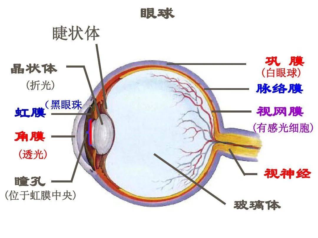 瞳孔和瞳仁的区别图图片