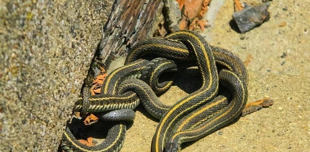 1983年洪水"蛇灾"怎么回事?_城市_人们_夏天