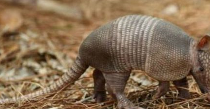 原创犰狳虽然个子小但身穿盔甲有锋利的爪子还携带麻风杆菌