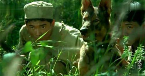 功勋军犬因拍戏被炸药炸成粉碎,士兵哭到昏厥,导演:拍的太好了_海龙