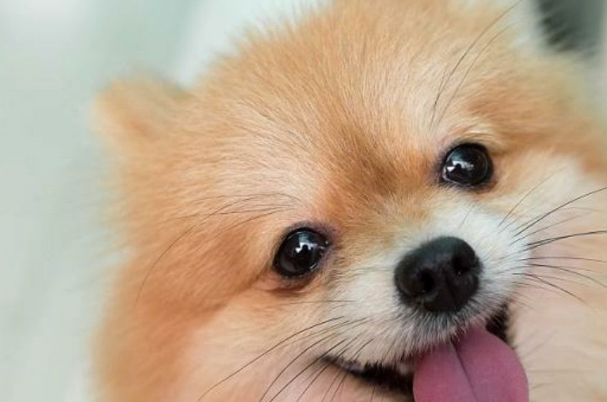 原创5种最适合家养的小型犬柯基上榜第一种最温柔乖巧