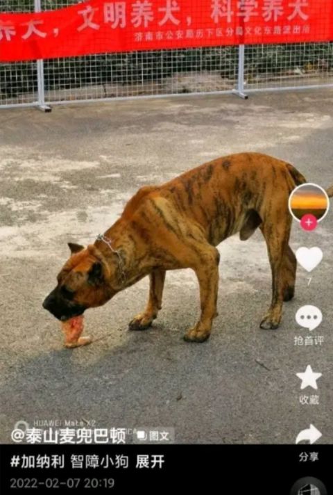 山东男子饲养3只禁养犬后续:真实身份曝光,主动投案