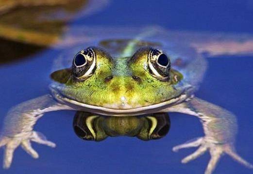 济南大明湖"蛙不鸣蛇不现",是乾隆一道圣旨导致的?_青蛙_夏雨荷_江南