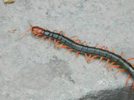 蜈蚣位列五毒之一,让人闻风丧胆,为什么唯独大公鸡不怕它