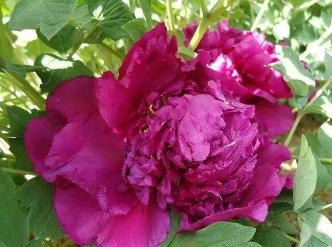 牡丹_品种_蓝田玉