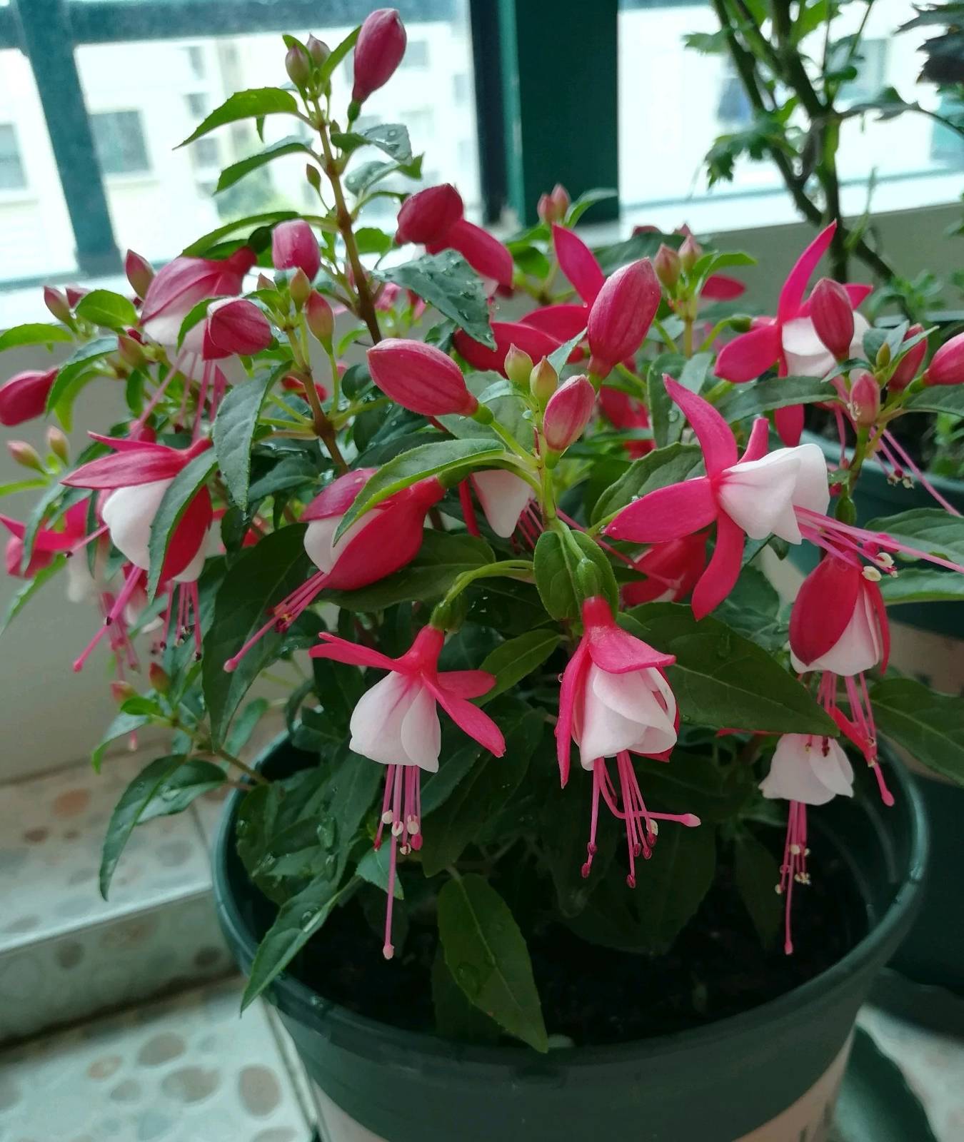 倒挂金钟是木本花卉,性甚强健,属于好养易活的植物,缺点是怕热,夏天不