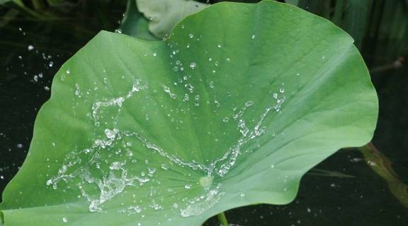 荷叶药食两用具有明显的降血脂抗病毒功能