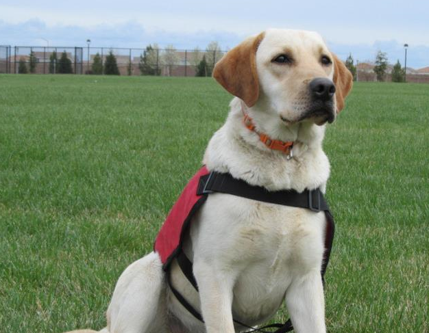 这样的猎犬,你听说过吗?_戈登塞特_英国_头部