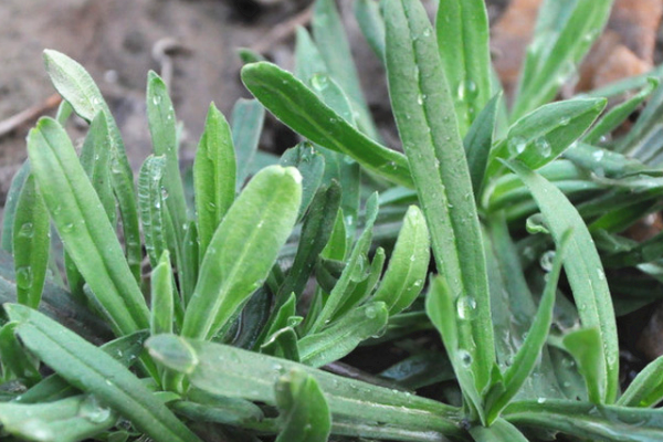 它曾是"救命菜",味道鲜,能润肺止咳,现在很少见,遇到别错过_野菜_麦苗