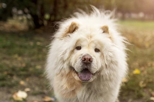 原创松狮为什么比较难养原因不仅仅因为具有危险性