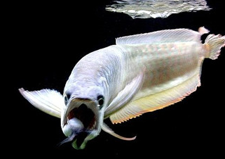 招财旺运银龙鱼饲养的4个要点!_混养_五行_寓意