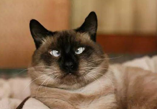 网友:我的暹罗猫怎么越来越黑了?