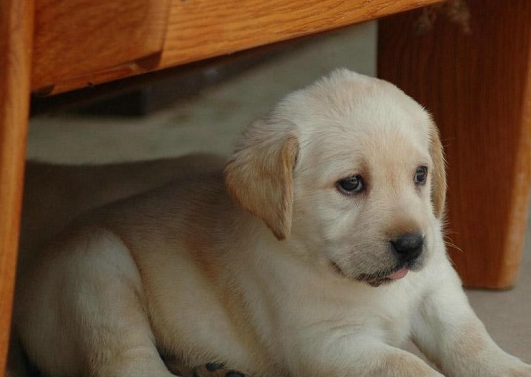 你想养拉布拉多吗?看完下面这5点,还敢养吗?_主人_宠物_性格