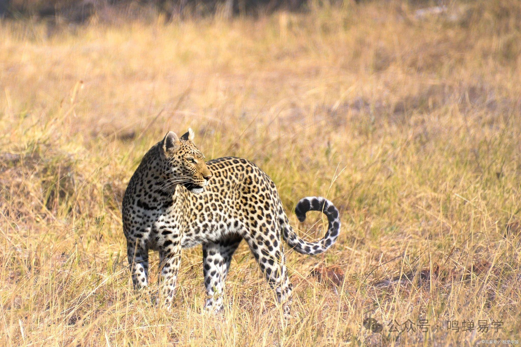 子平法中,旺衰与用神之间的关系_原局_豹子_方法