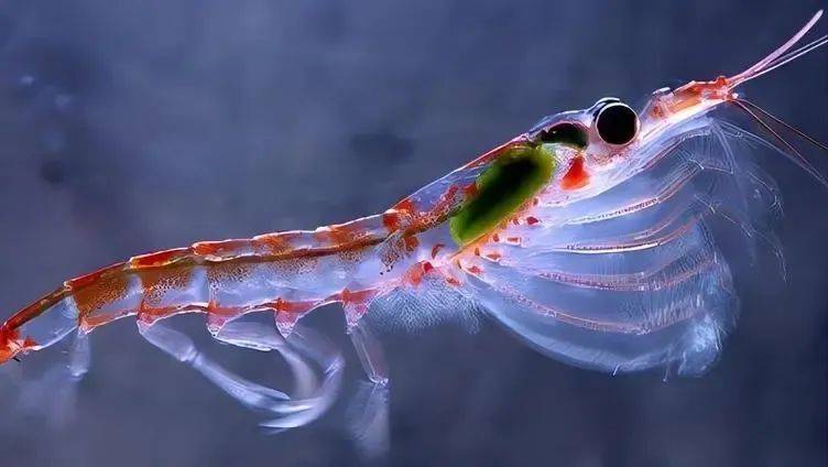 一篇文章带你认识"海上金矿"南极磷虾_omega-_高蛋白_动物