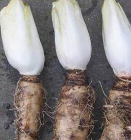 路边捡个"烂菜根",扔土里7天就能长一大盆,80一