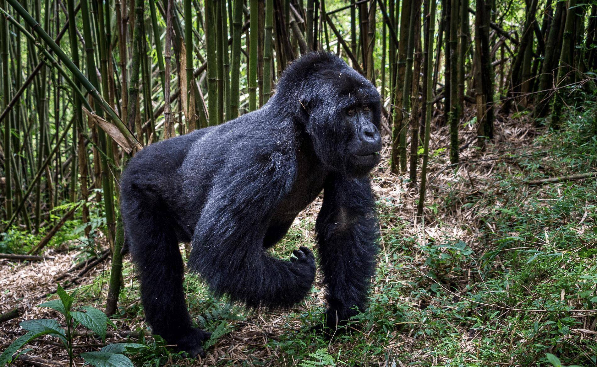 贵"公园:门票1500美元需提前半年预约,每天只接待80人_研究_火山_猩猩