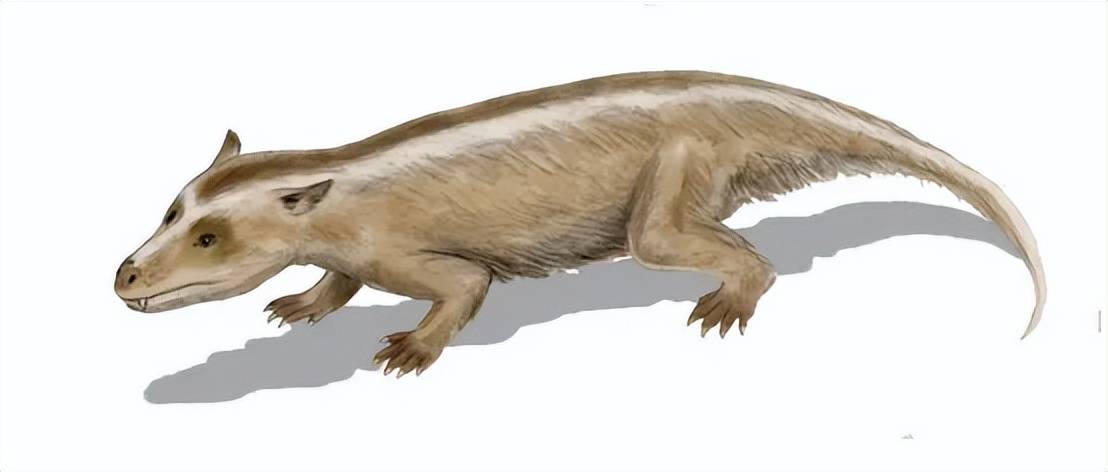 5亿年前,当水龙兽为代表的二齿兽在二叠纪大灭绝之后,展现出盘龙类的